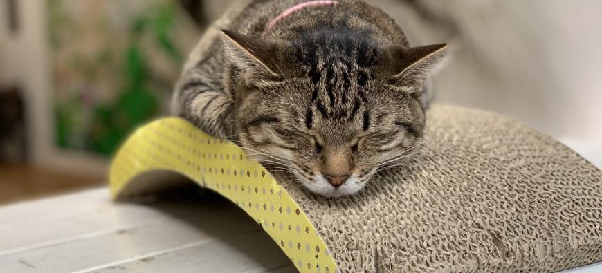 猫カフェれおん横浜店 石川町 猫カフェ 動物カフェ 横浜ドッグカフェ 猫カフェ特集 猫カフェれおん横浜店 石川町 猫カフェ 動物カフェ 横浜ドッグカフェ 猫カフェ特集