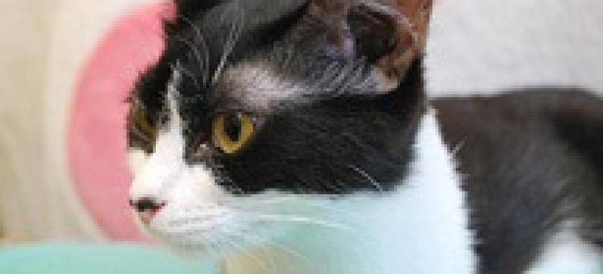 譲渡型猫カフェ にゃんくる桜木町店 桜木町 横浜市 猫カフェ 動物カフェ 横浜ドッグカフェ 猫カフェ特集 譲渡型猫カフェ にゃんくる桜木町店 桜木町 横浜市 猫カフェ 動物カフェ 横浜ドッグカフェ 猫カフェ特集