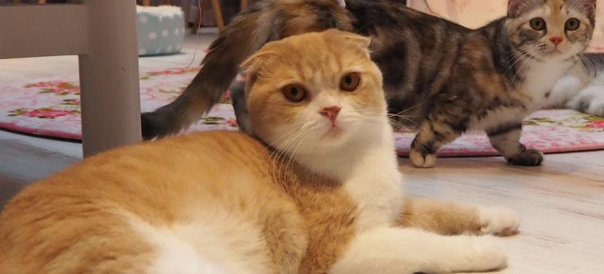 CAT CAFE 猫ちゃんといっしょ　～元町・中華街～フォト5