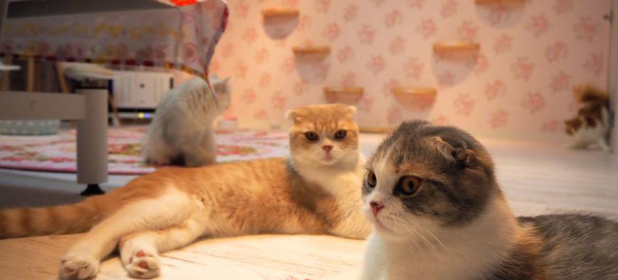 CAT CAFE 猫ちゃんといっしょ　～元町・中華街～フォト6