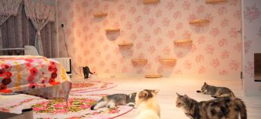 CAT CAFE 猫ちゃんといっしょ　～元町・中華街～