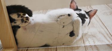 猫カフェ 動物カフェ 横浜ドッグカフェ 猫カフェ特集 猫カフェ 動物カフェ 横浜ドッグカフェ 猫カフェ特集