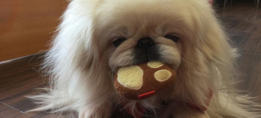 dog cafe moi moiフォト3