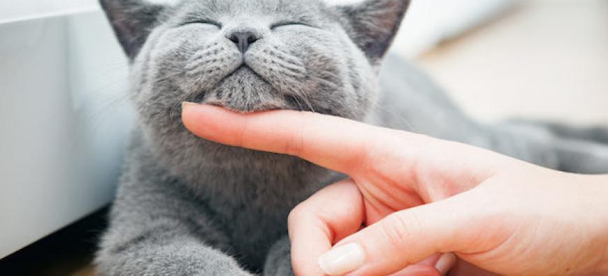 猫カフェ　コックンの別荘海老名ビナウォーク店〜海老名〜フォト4